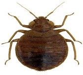 bed bug exterminator jersey city