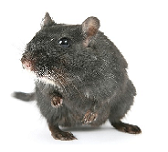 mouse exterminator jersey city