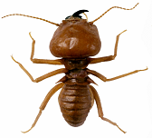 termite exterminator jersey city